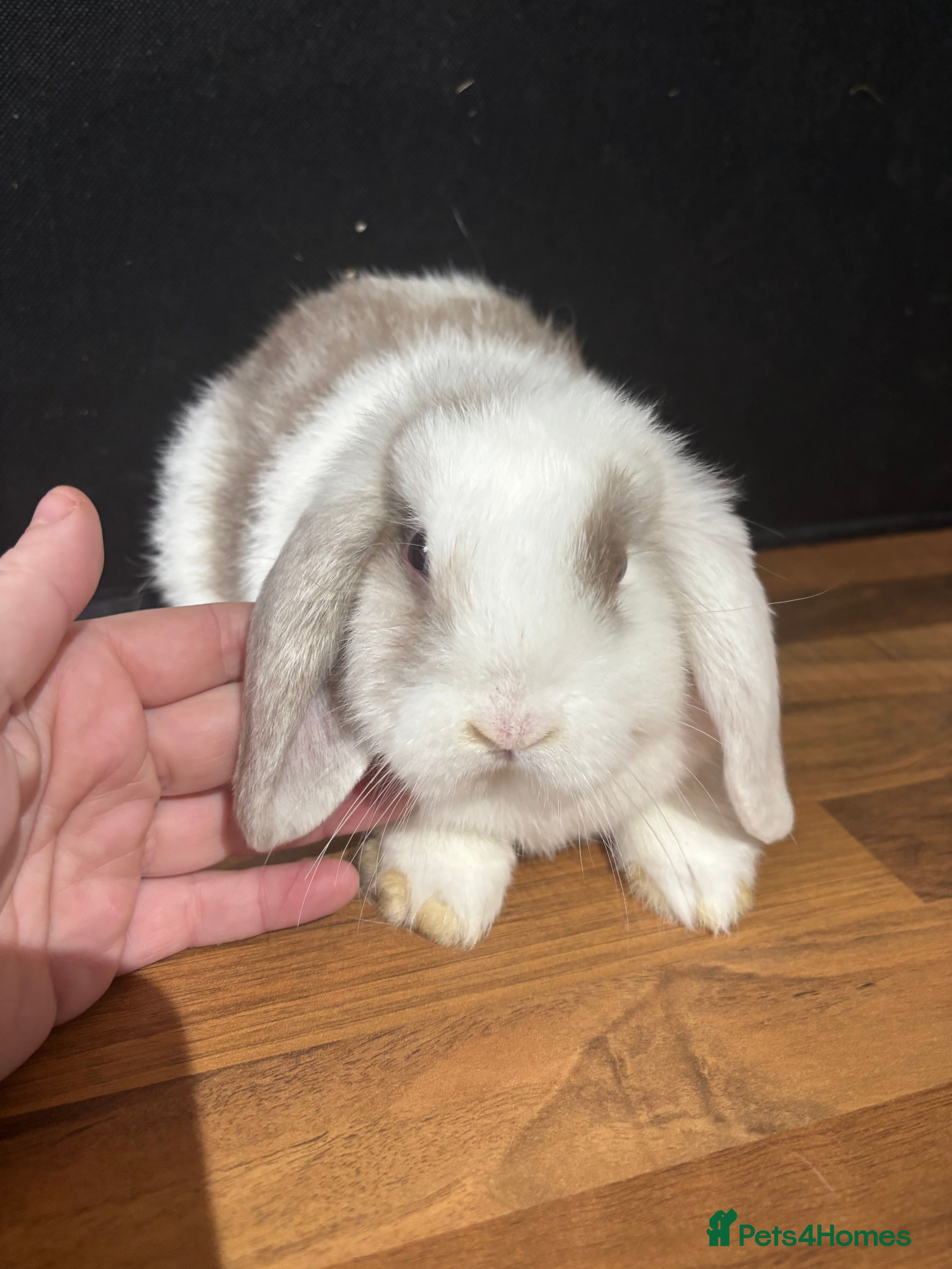 Mini Lop rabbits Pure bred mini lop babies - Advert 5