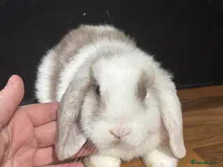 Mini Lop rabbits Pure bred mini lop babies - Advert 5