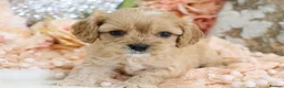 Cavapoo dogs for sale: *HEALTH TESTED*  F1 Cavapoos - Advert 9