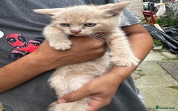 British Shorthair cats for sale: X BSH kittens - Image 10