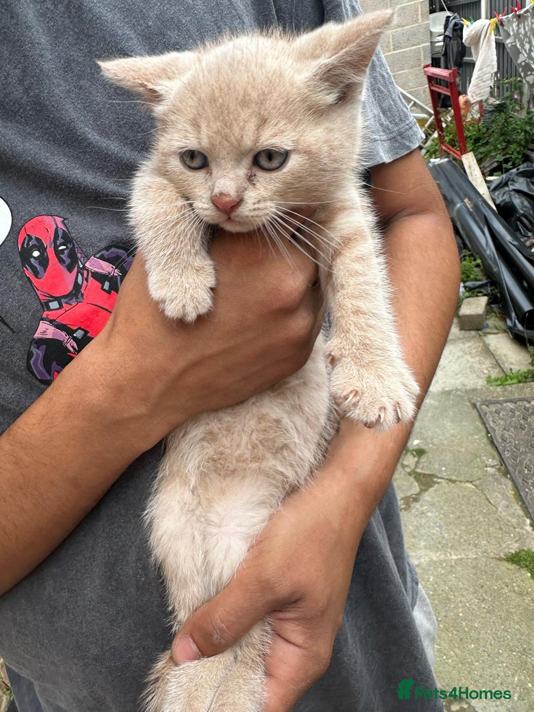 British Shorthair cats for sale: X BSH kittens - Image 10