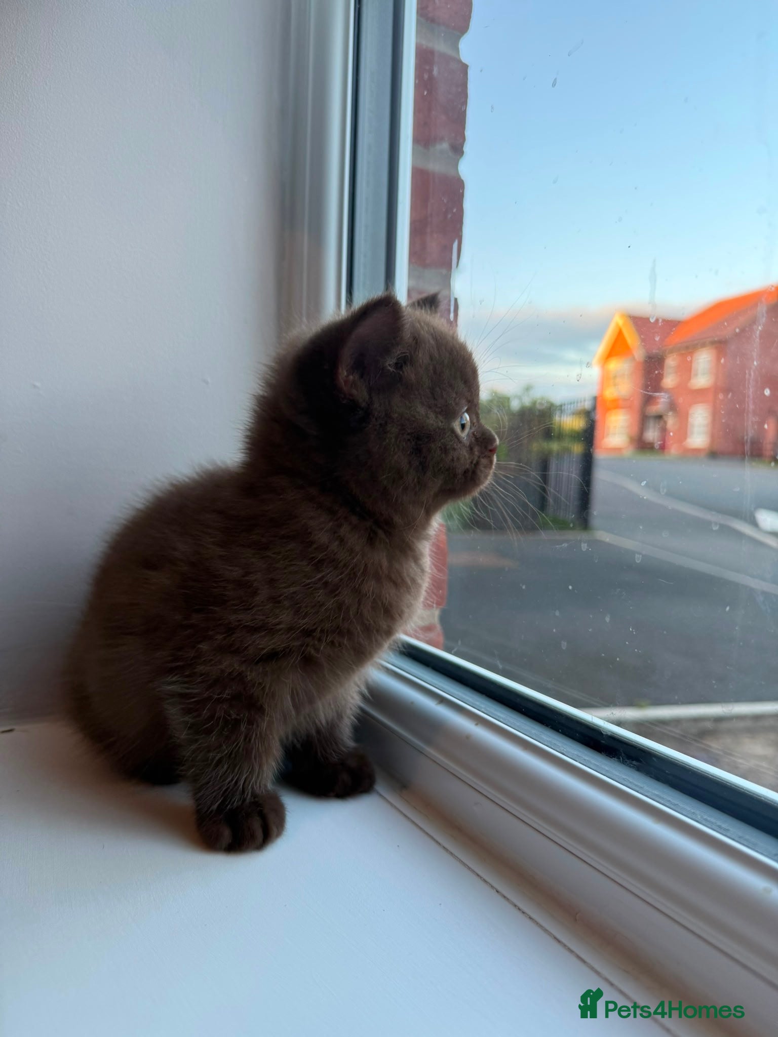British Shorthair cats Lilac & Chocolate British shorthair kittens  - Advert 1