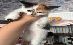 British Shorthair cats for sale: 4 Kittens for sale - Image 33