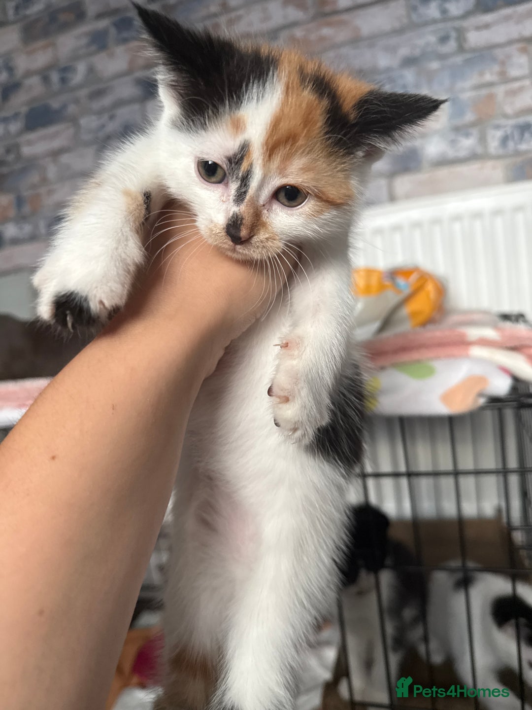 British Shorthair cats for sale: 4 Kittens for sale - Image 33