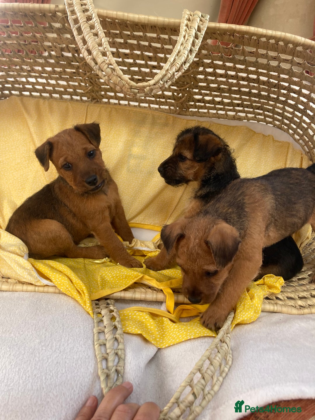 Lakeland Terrier dogs for sale: Lakeland terrier  - Image 9