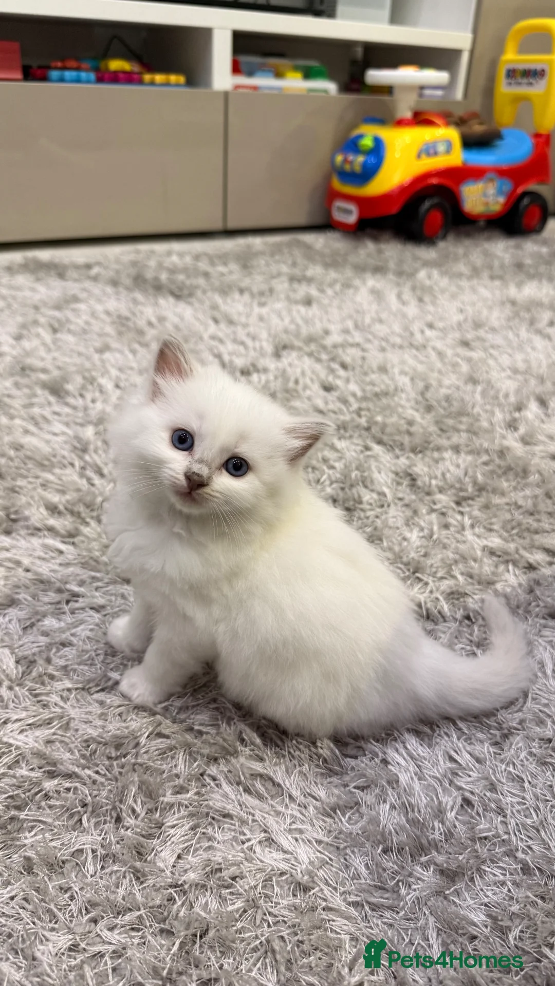 Ragdoll cats for sale: Beautiful Ragdoll Kittens – 4 Girls & 3 Boys  - Advert 1