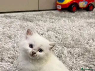 Ragdoll cats Beautiful Ragdoll Kittens – 4 Girls & 3 Boys - Advert 5