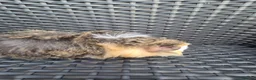 Guinea Pig rodents for sale: Half Peruvian semi long hair girl - Advert 2