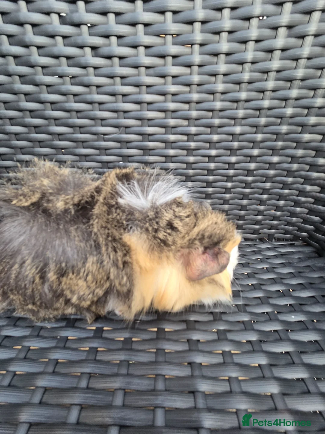 Guinea Pig rodents for sale: Half Peruvian semi long hair girl - Advert 2