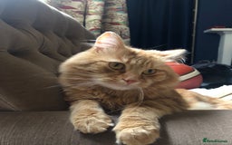 Siberian cats for stud: Handsome Siberian cat for stud in Glasgow westend - Image 7
