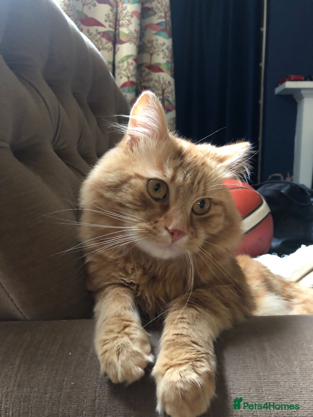 Siberian cats for stud: Handsome Siberian cat for stud in Glasgow westend - Image 7