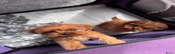 Cavapoo dogs for sale: Beautiful Cavapoos  - Advert 15