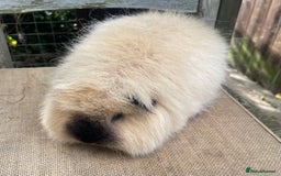Guinea Pig rodents for sale: Lovely Swiss sow - Image 3