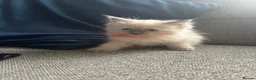 Ragdoll cats for sale: Beautiful ragdoll kittens - Advert 15
