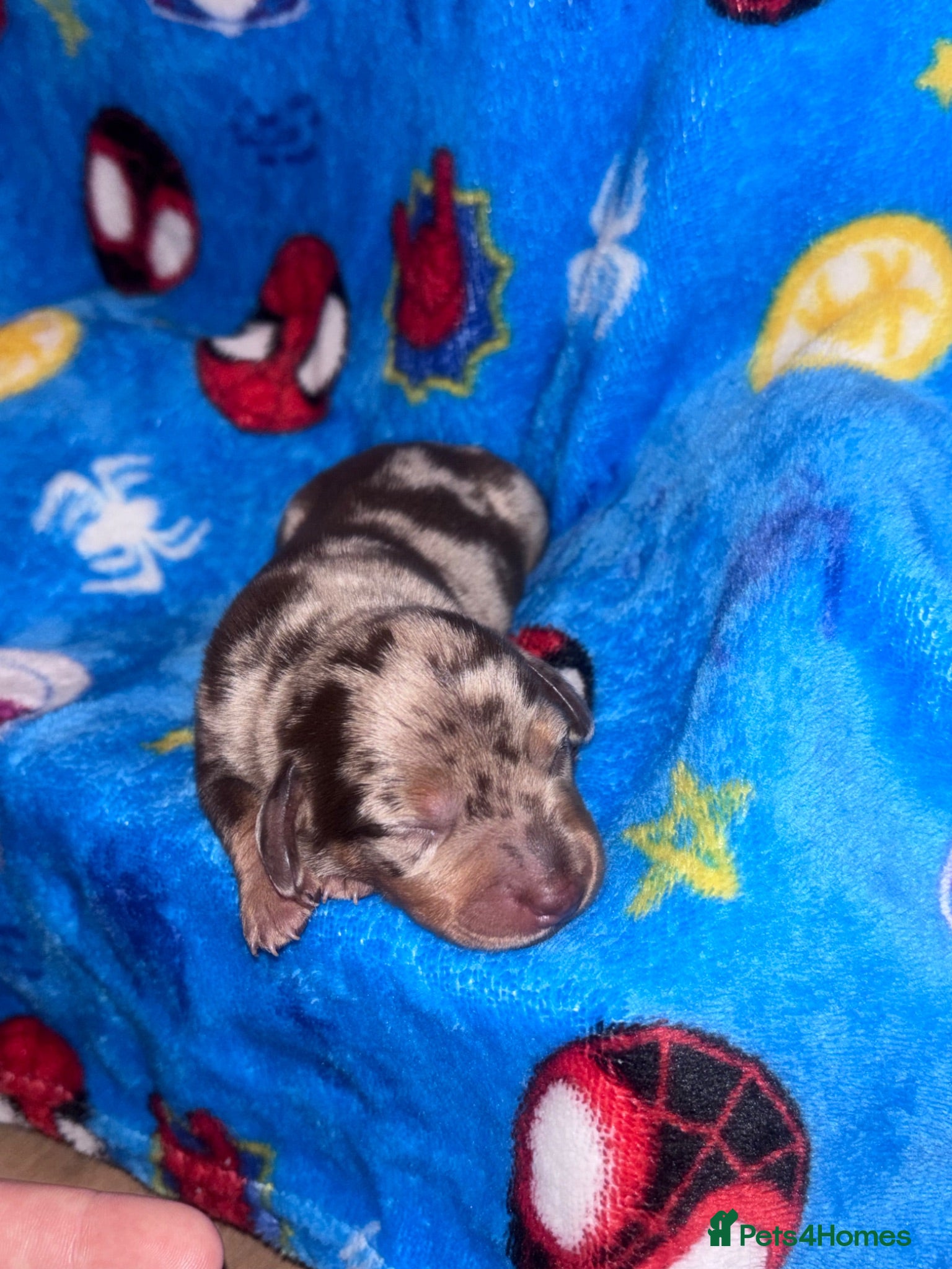 Miniature Dachshund dogs 🌟 6 GORGEOUS KC MINIATURE DACHSHUNDS FOR SALE - Advert 8