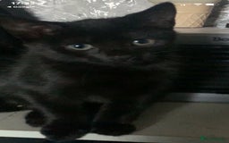 Domestic Shorthair cats for sale: Kittens need loving homes ❤️ - Image 2