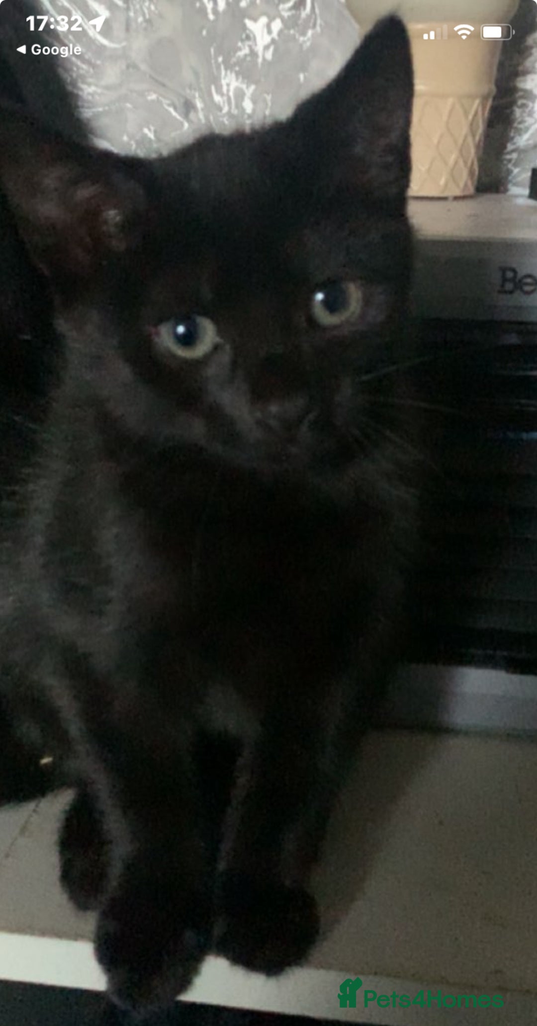 Domestic Shorthair cats for sale: Kittens need loving homes ❤️ - Image 2