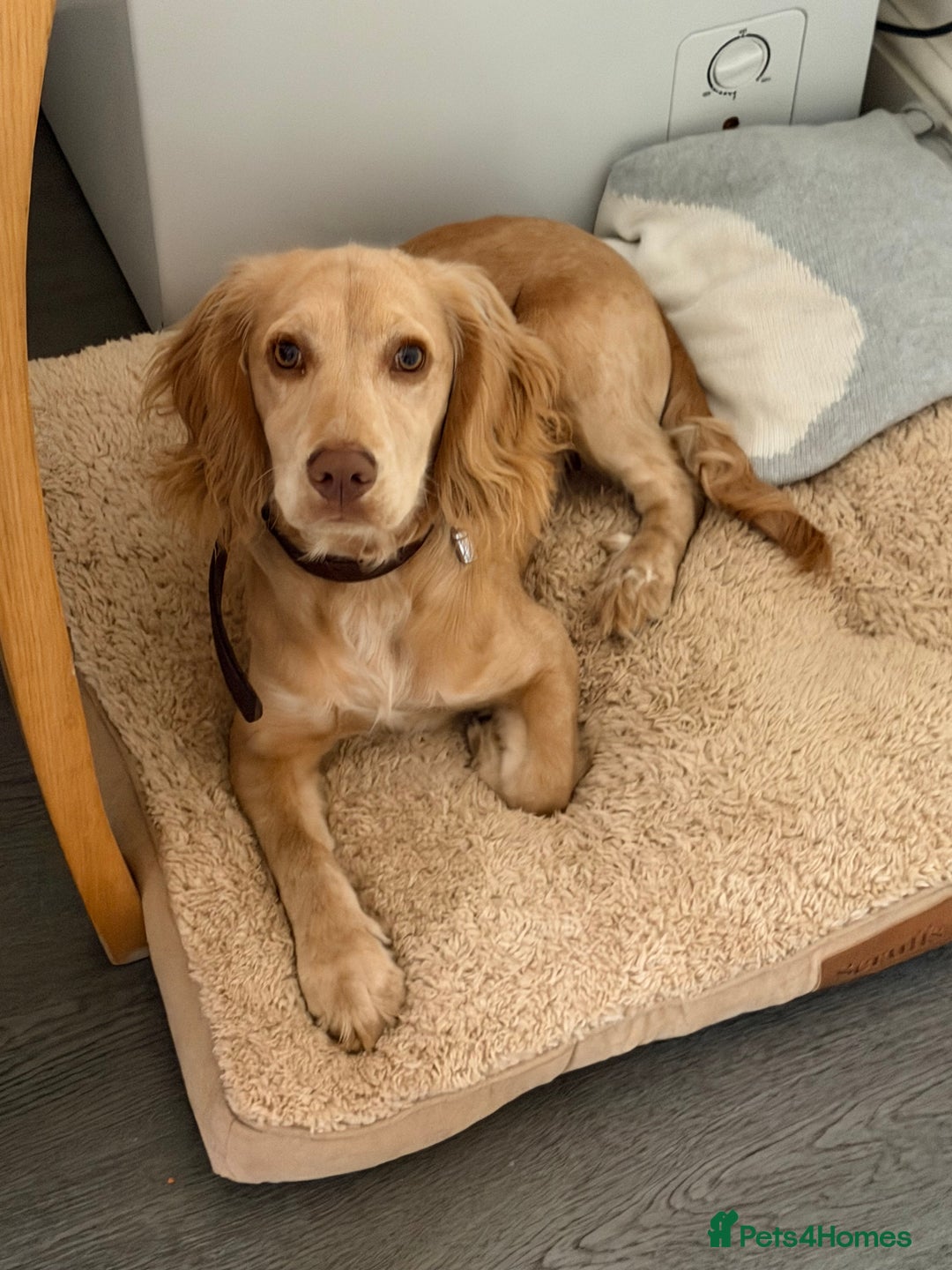 American Cocker Spaniel dogs for sale: Cocker spaniel - Advert 2