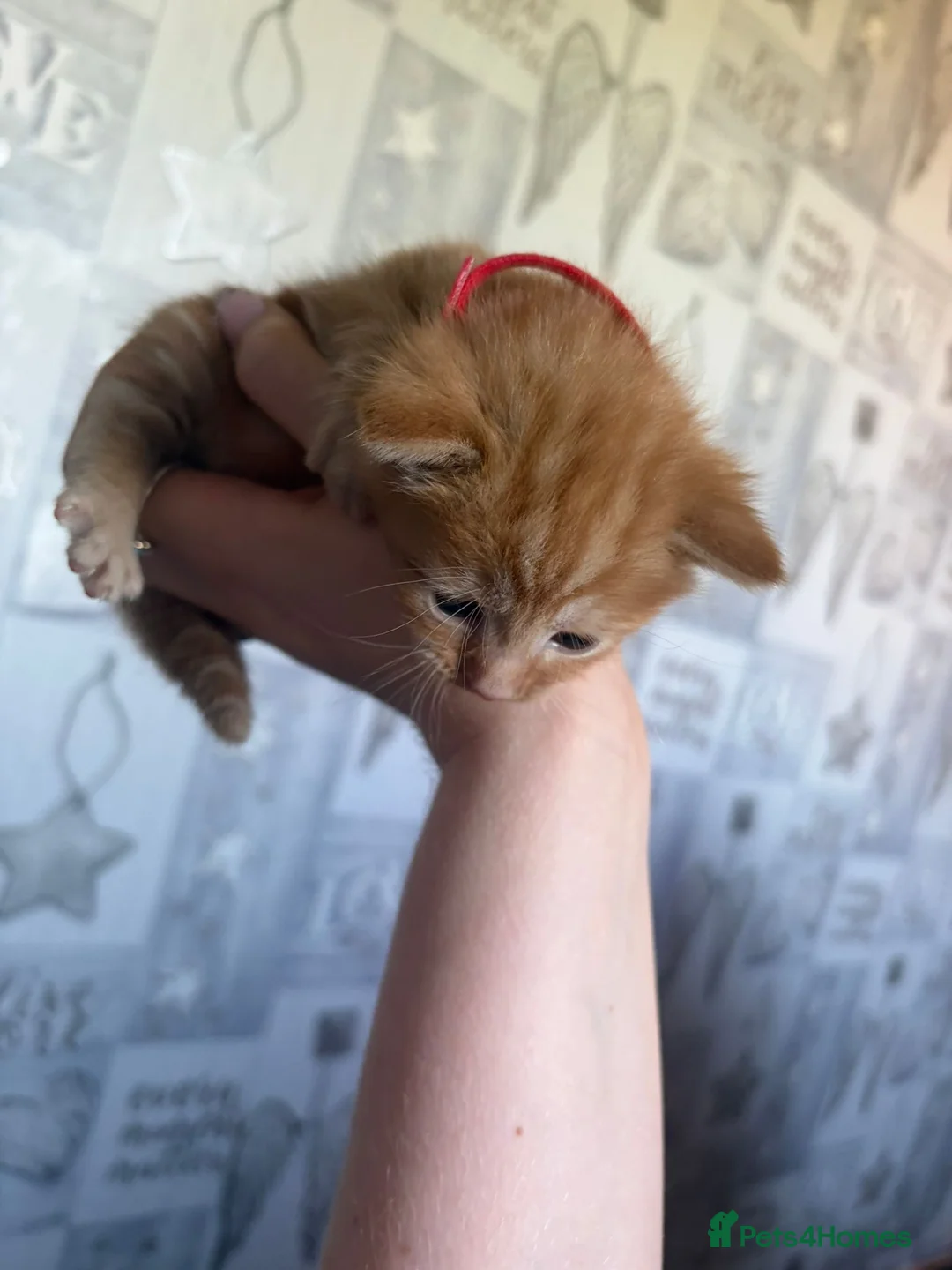 Mixed Breed cats for sale: 5 Kittens  in Swindon - Advert 2