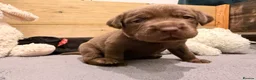 Labrador Retriever dogs for sale: Beautiful Chocolate & Black Labrador Puppies in Torquay - Advert 28