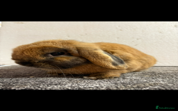 Mini Lop rabbits for sale: Mini Lop Sooty Fawn Boy - Image 7