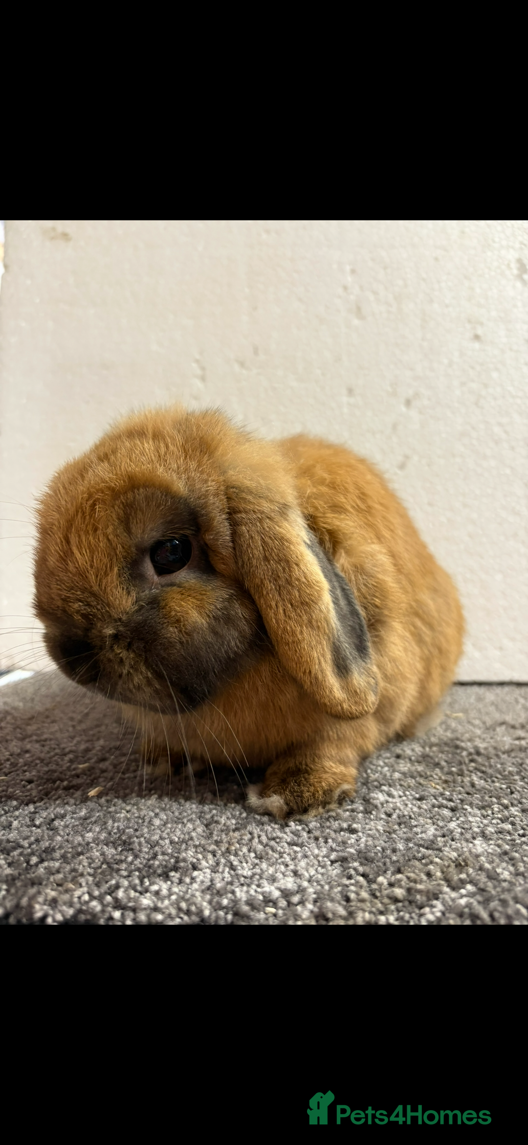 Mini Lop rabbits for sale: Mini Lop Sooty Fawn Boy - Image 7