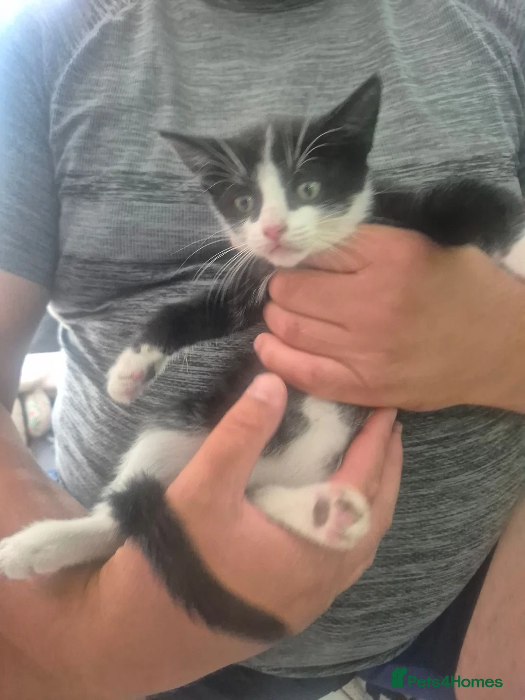 Mixed Breed cats for sale: sweet kittens ready for a new home - Advert 2