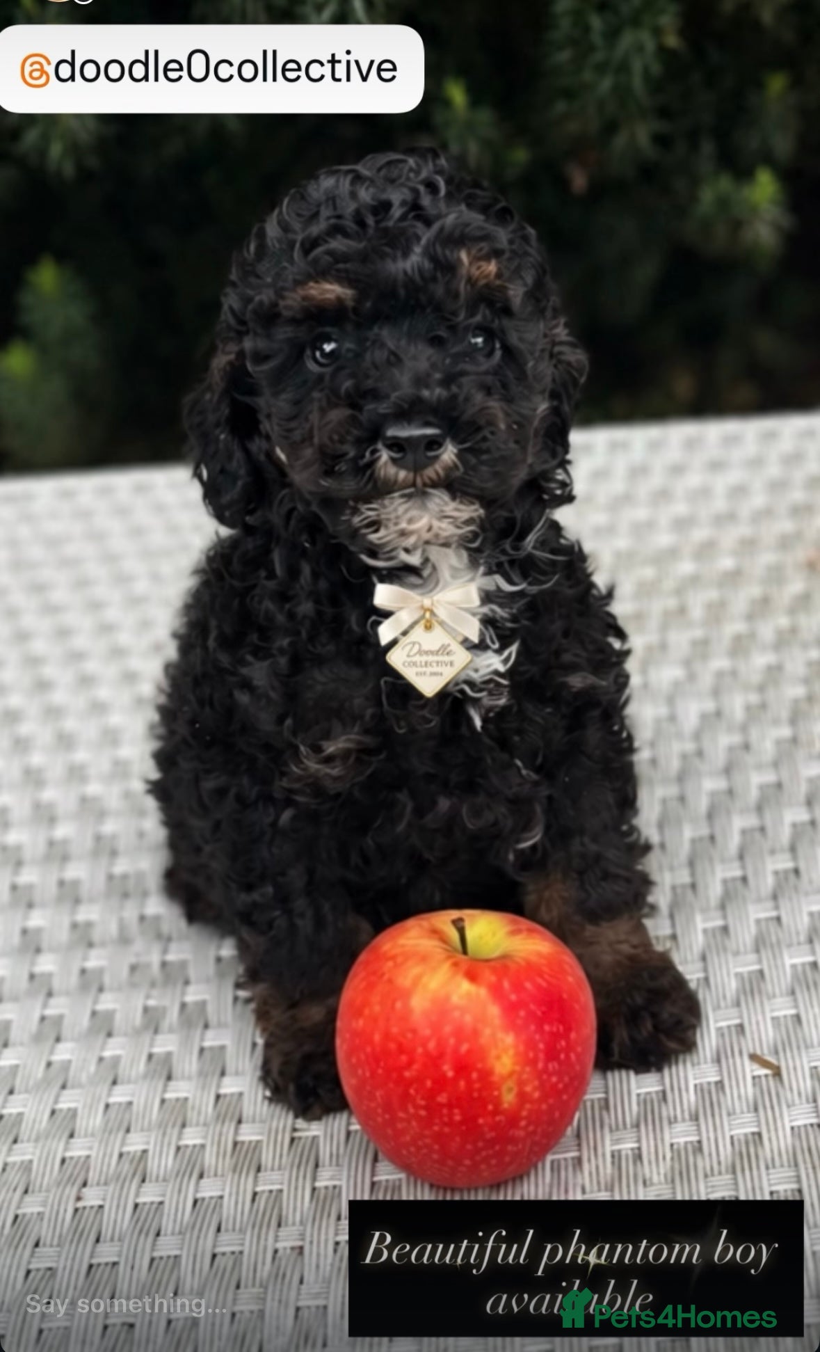 Toy Poodle dogs Stunning toy poodles  - Advert 1