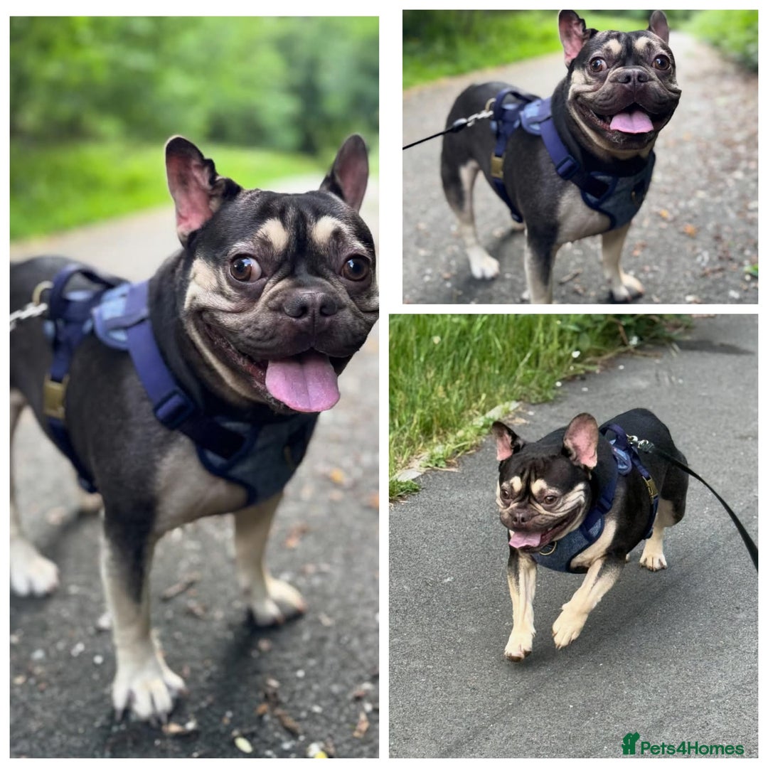 French Bulldog dogs for sale: Male french bulldog - Image 2