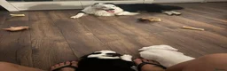 Mixed Breed dogs for sale: Old Tyme Collies looking for their forever home in Durham - Advert 40