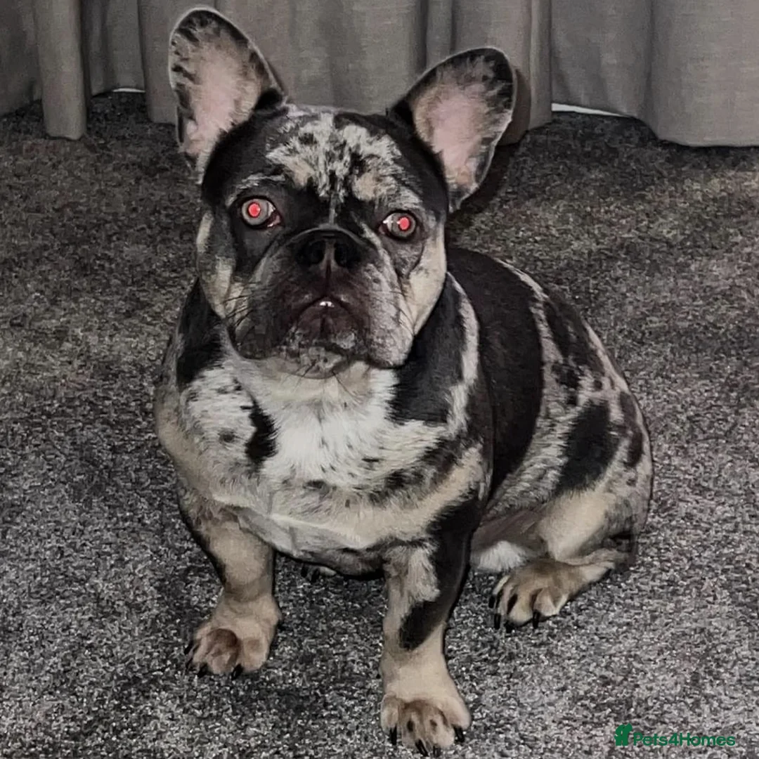French Bulldog dogs for stud: Lilac tan merle in Sheffield - Advert 23