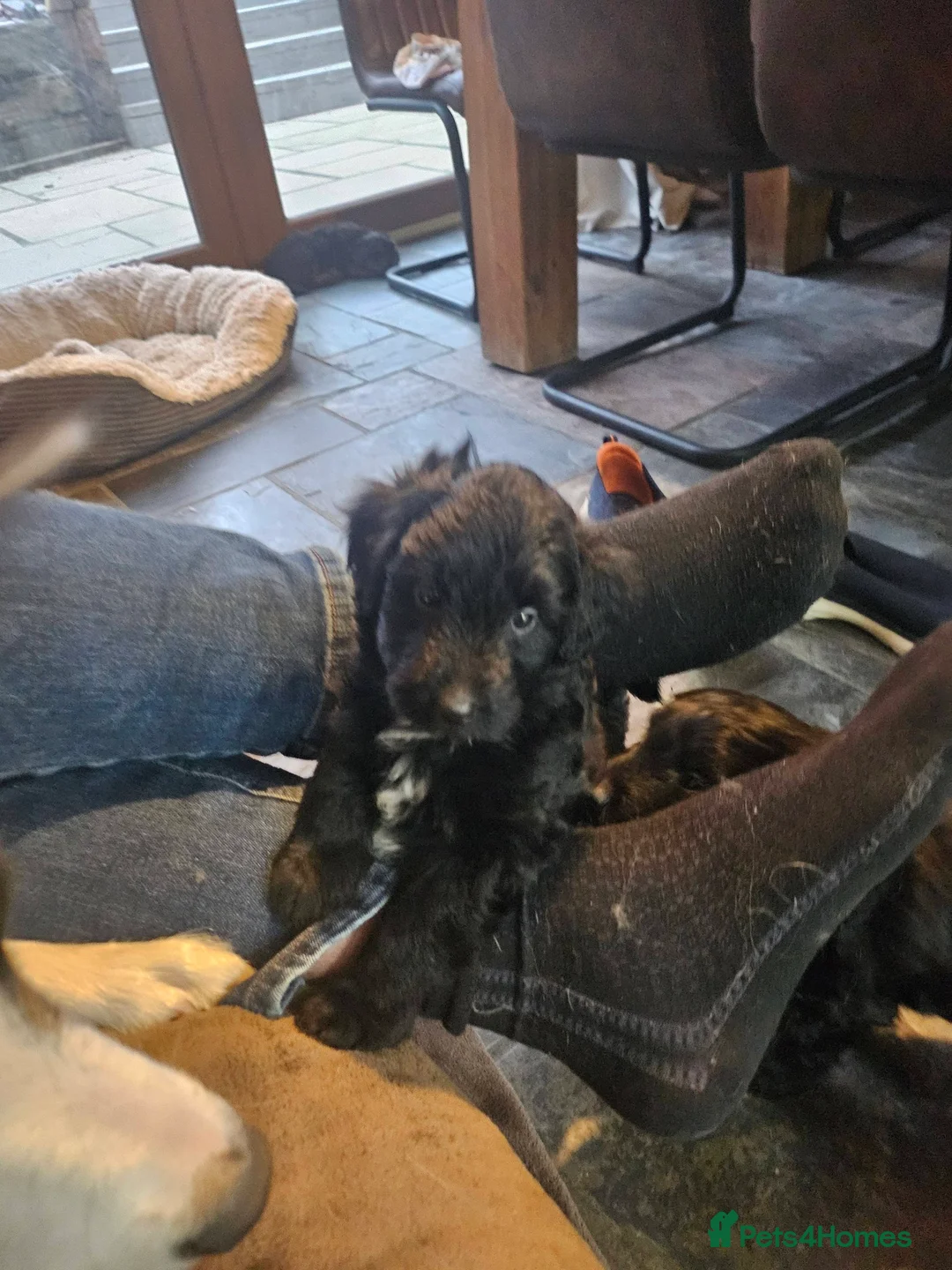 Bordoodle dogs for sale: The most wonderful Bordoodle puppies in the land! - Advert 3