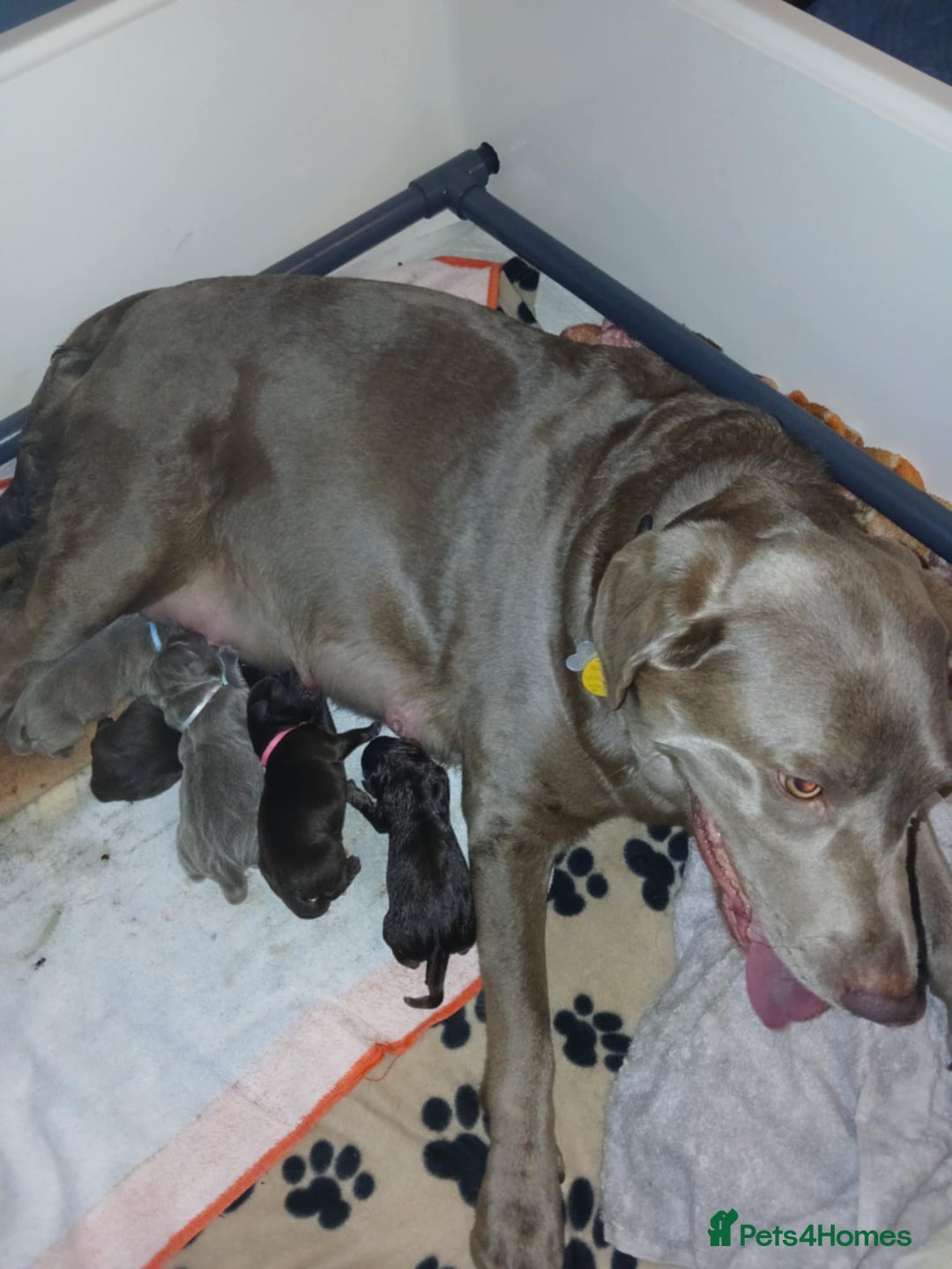 Labrador Retriever dogs for sale: Beautiful KC registered labrador puppies  - Advert 3