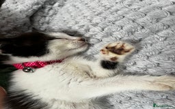 Domestic Shorthair cats for sale: Tabby and Black & white Kitten Ready to go!  - Image 3