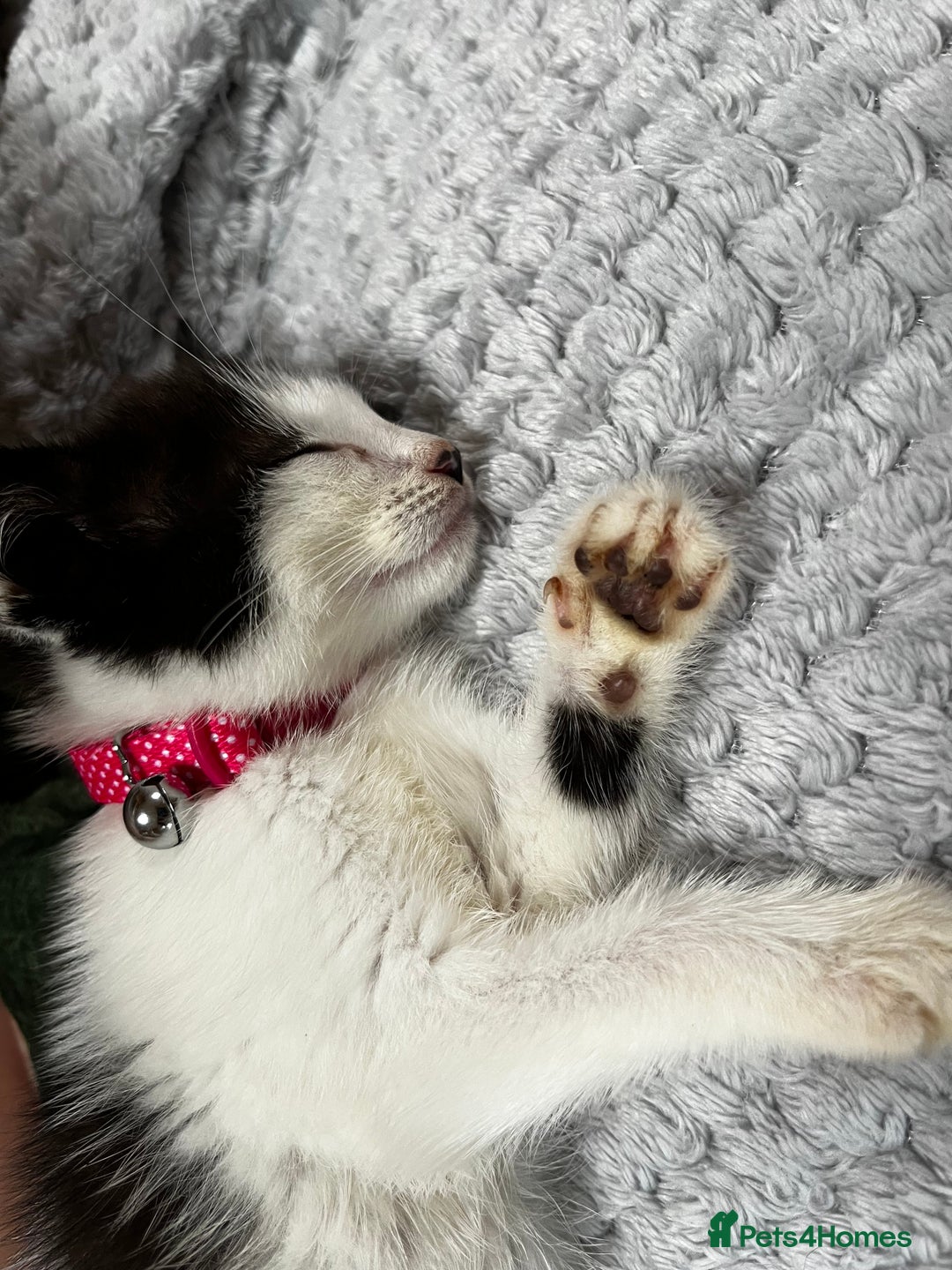Domestic Shorthair cats for sale: Tabby and Black & white Kitten Ready to go!  - Image 3