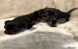 Miniature Dachshund dogs for sale: 🐾 Stunning Miniature Dachshund Puppies - Image 6