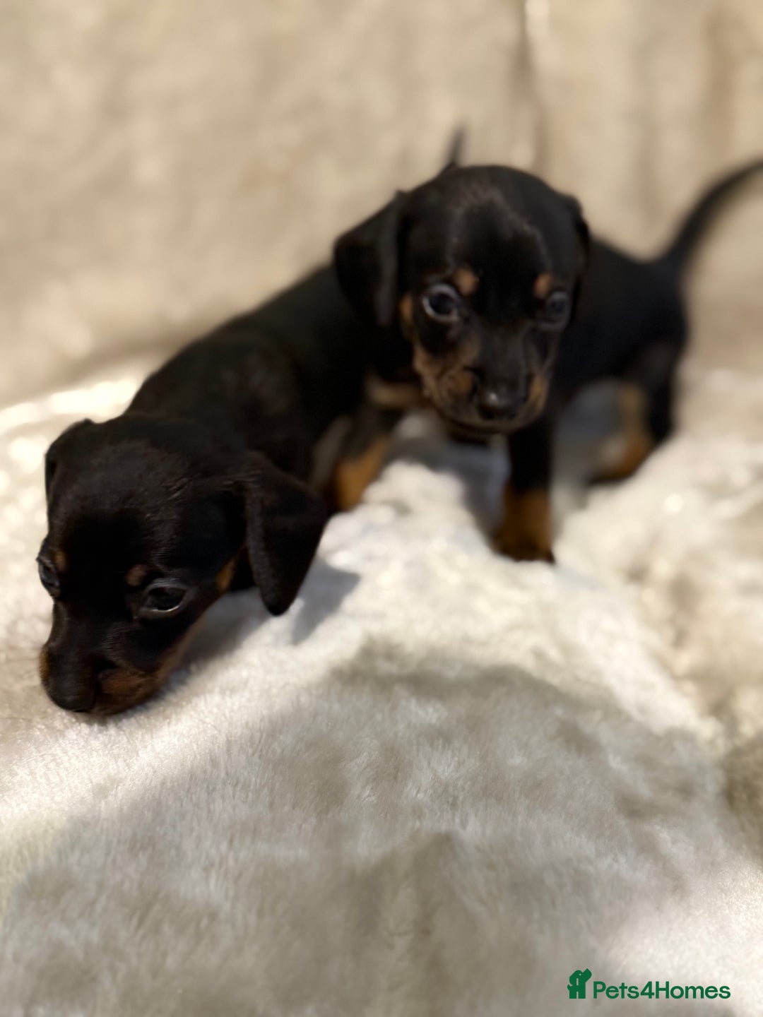 Miniature Dachshund dogs for sale: 🐾 Stunning Miniature Dachshund Puppies - Image 6