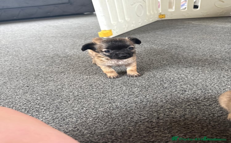 Chihuahua dogs - Advert 10