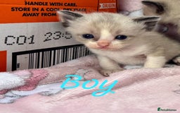 Ragdoll cats for sale: Ragdoll kittens  - Image 5
