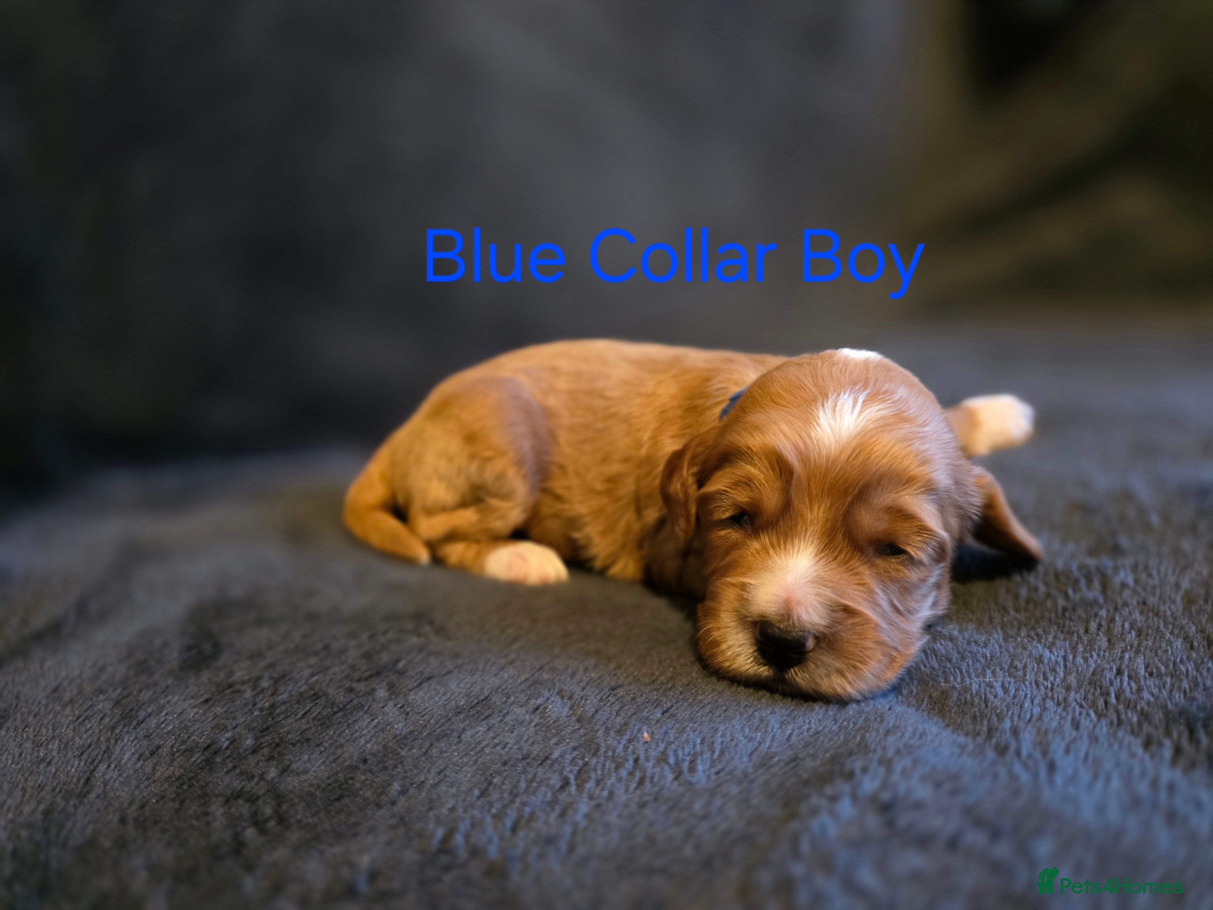 Cockapoo dogs Beautiful litter of Cockapoo puppies - Advert 2