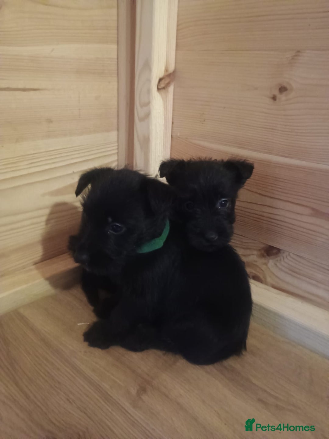 Mixed Breed dogs for sale: Scottish terrier x miniature schnauzer  - Advert 11
