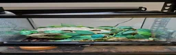 Gecko reptiles for sale: Chinese Cave Gecko and Exo Terra enclosure - Advert 5