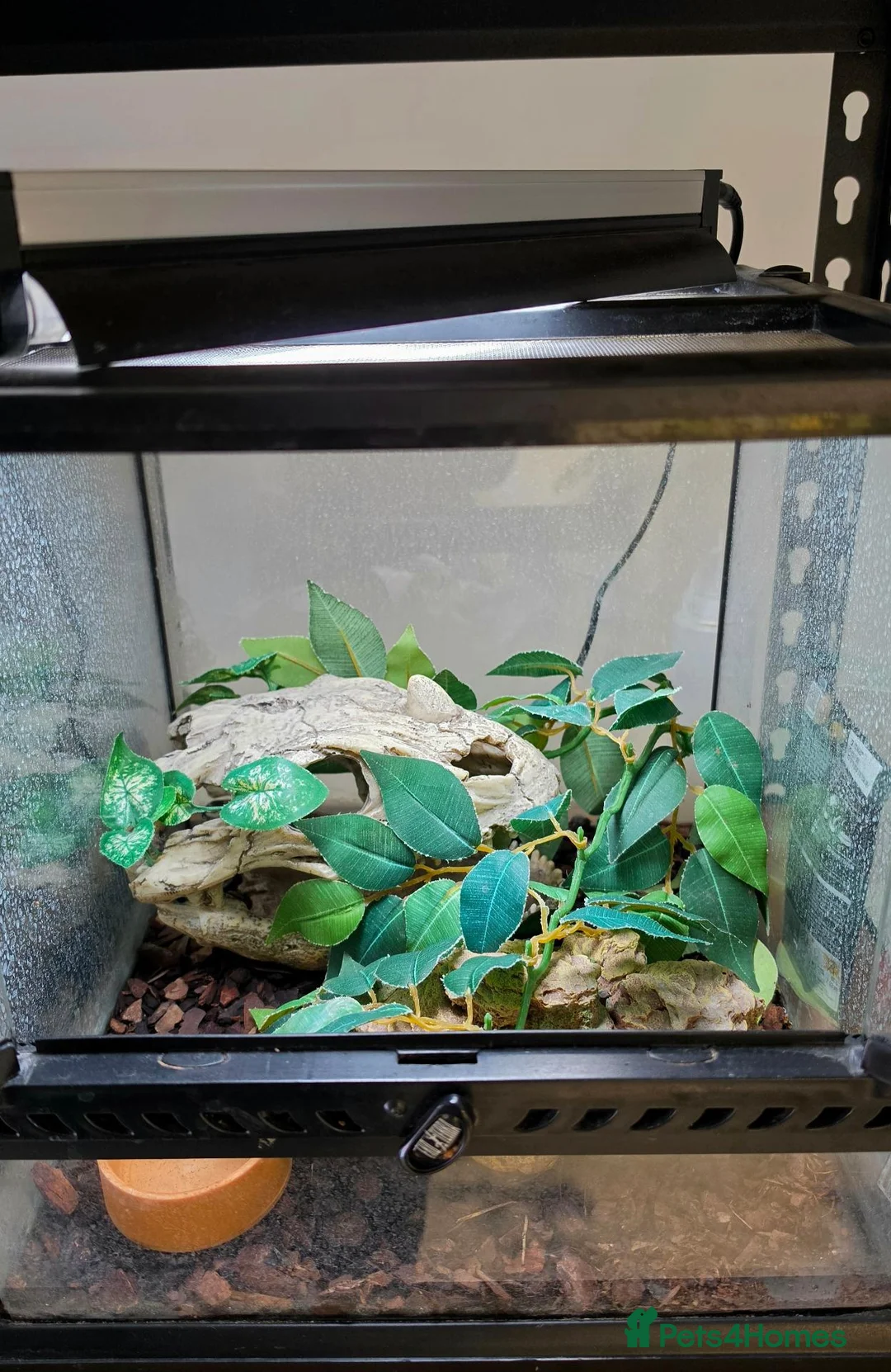 Gecko reptiles for sale: Chinese Cave Gecko and Exo Terra enclosure - Advert 5