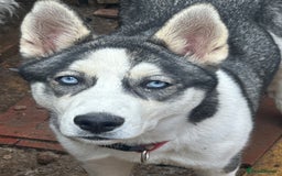 Siberian Husky dogs for sale: Husky - Image 2