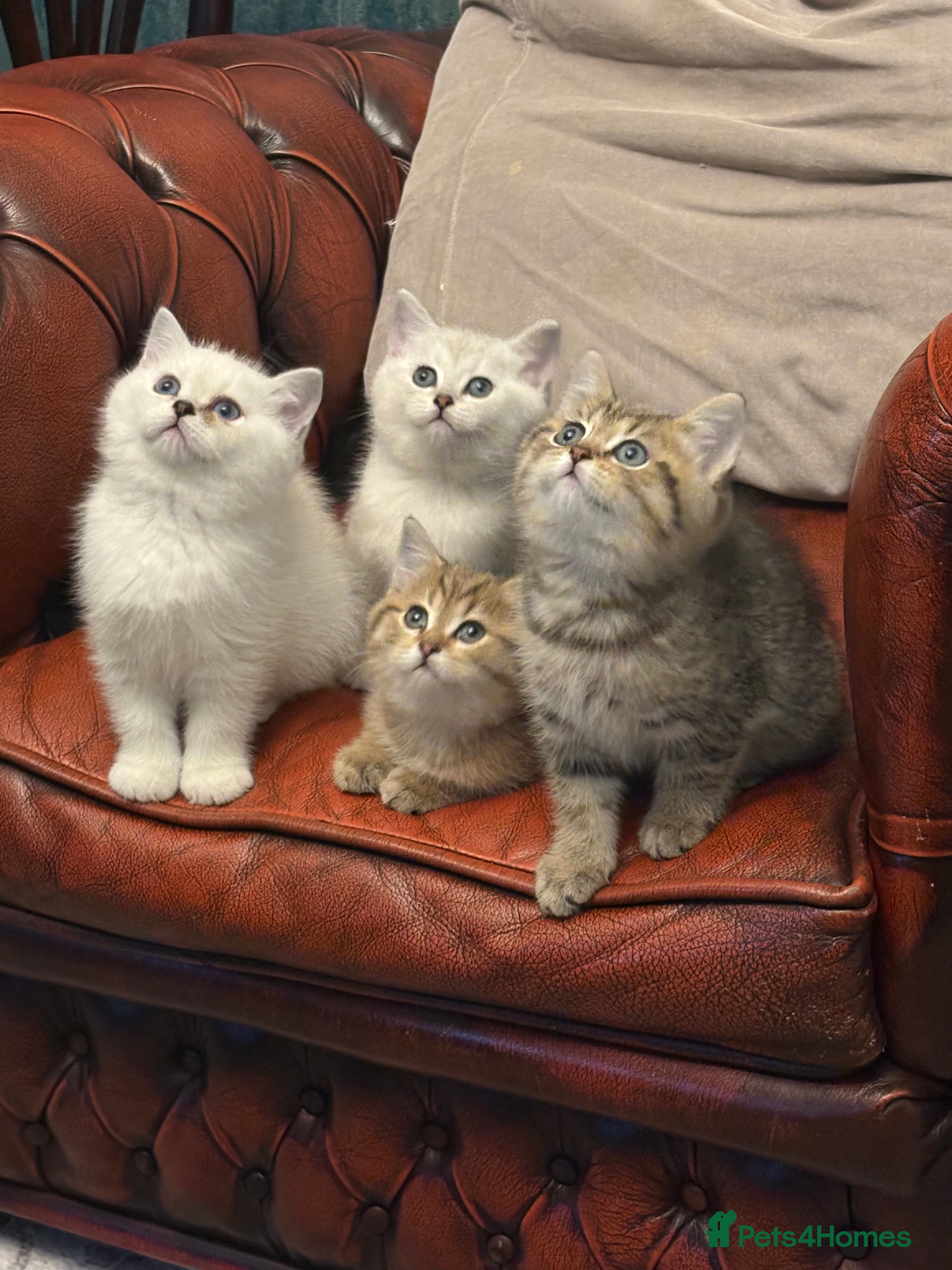 British Shorthair cats Exquisite super friendly litter of BSH  - Advert 3