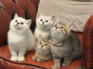 British Shorthair cats for sale: Exquisite super friendly litter of BSH - Advert 1