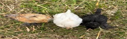 Chickens poultry for sale: Sablepoot 'Booted Bantam' Trio  - Advert 3