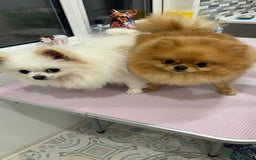 Pomeranian dogs for stud: 1.6kg Chocolate producer ovulation test included  - Image 14