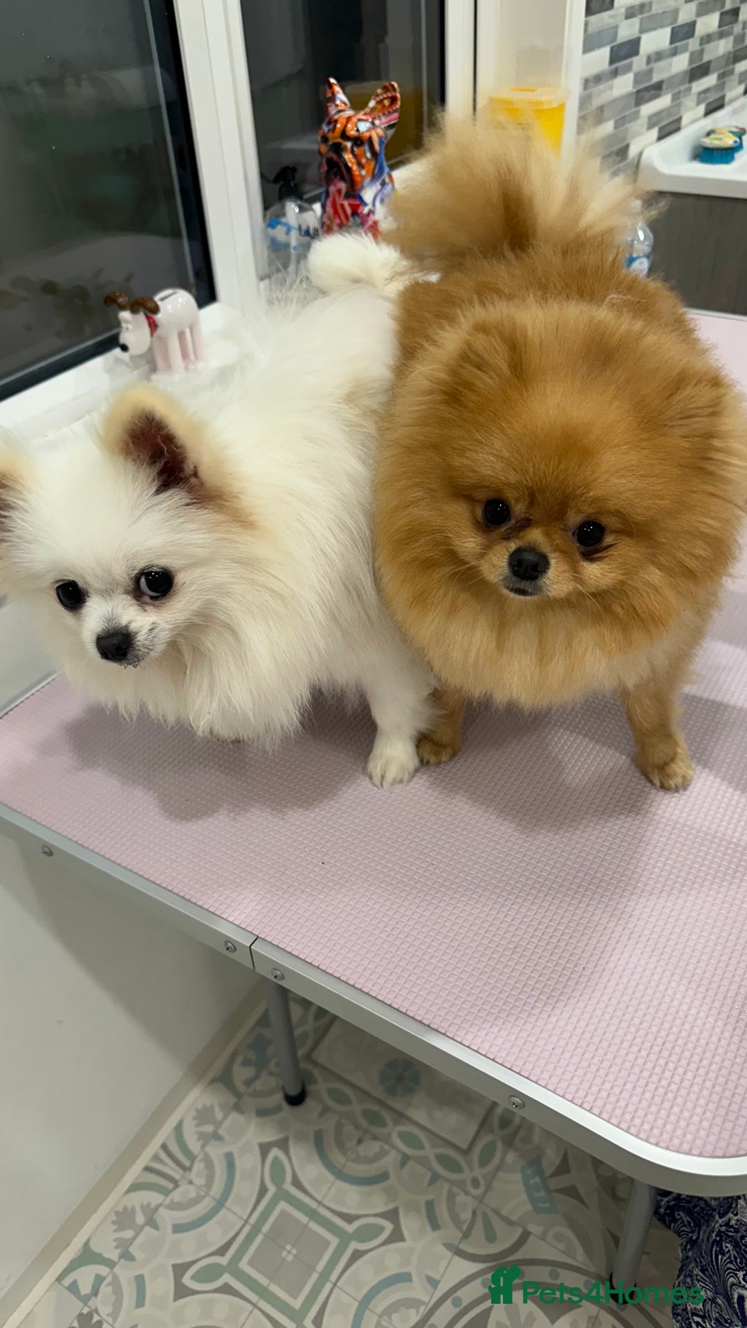Pomeranian dogs for stud: 1.6kg Chocolate producer ovulation test included  - Image 14