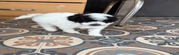 Maltipoo dogs for sale: tiny F1b toy maltipoos fully health tested parents in Wrexham - Advert 12